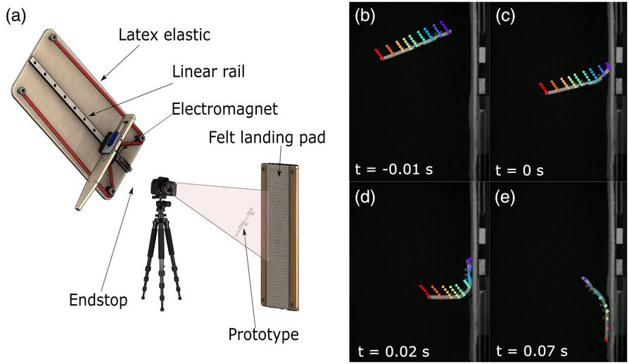 Morphologically adaptive crash landing on a wall